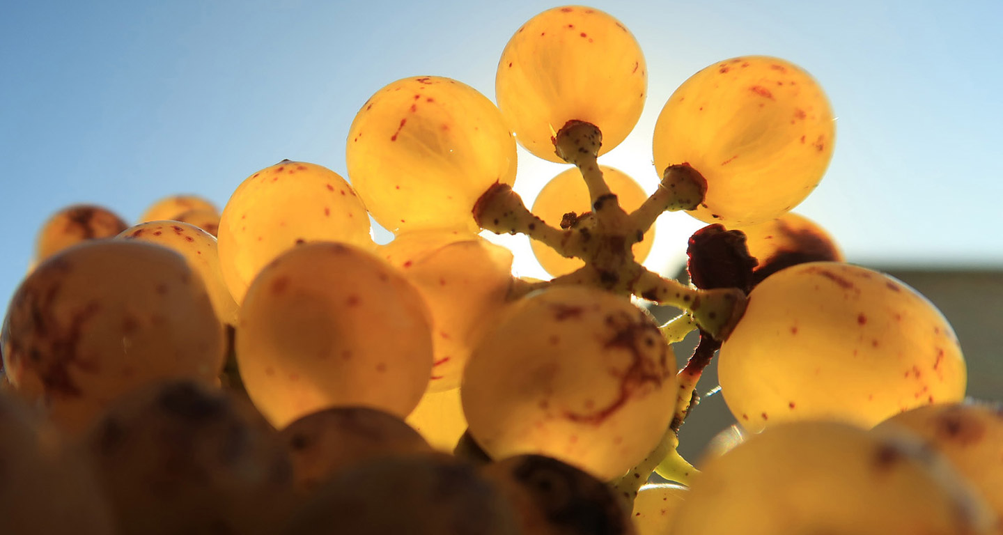 Vente Privée : Les Vins Blancs Vifs