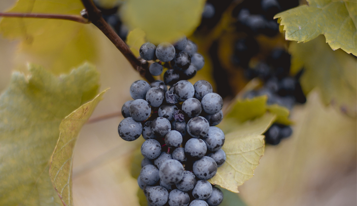 Vente privée : Pinot Noir