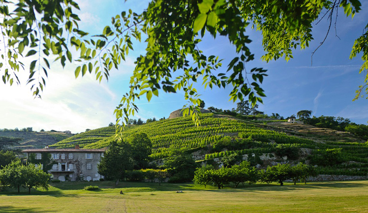 Vente privée : Syrah