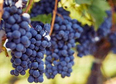 Vente Privée: Pinots Noirs de la Côte de Nuits