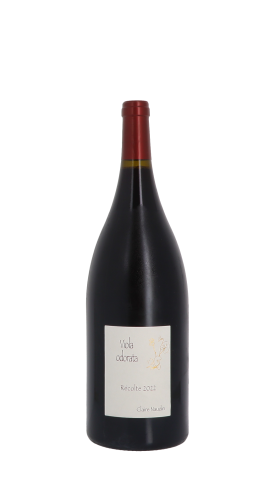 Claire Naudin, Viola odorata 2022 Rouge Magnum