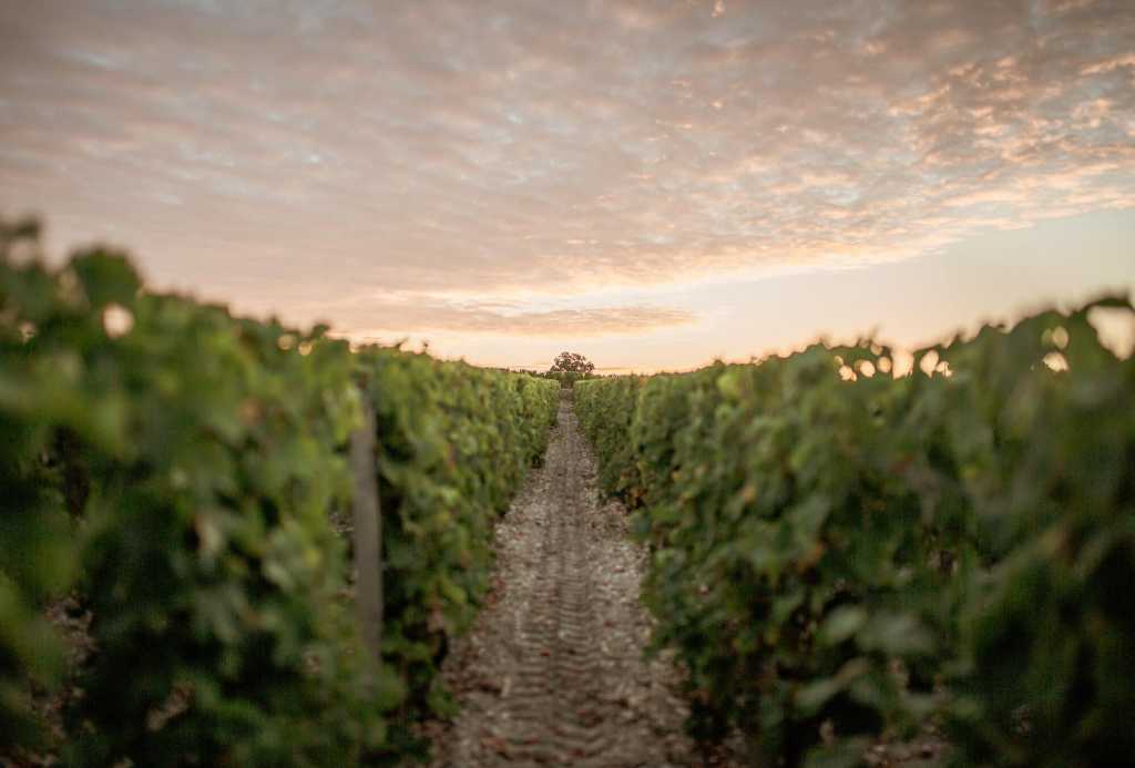 la tour haut brion 1998