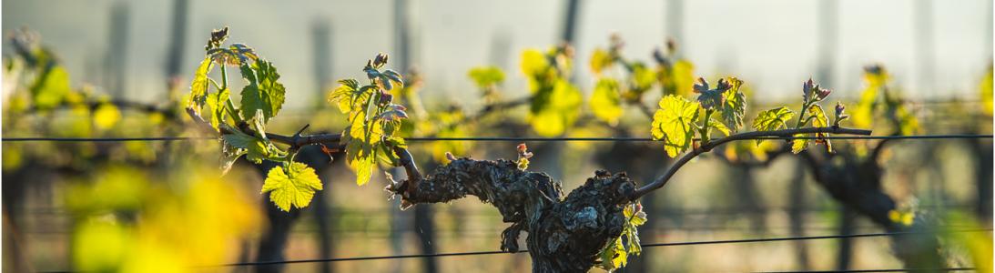 Domaine Cassagne et Vitailles