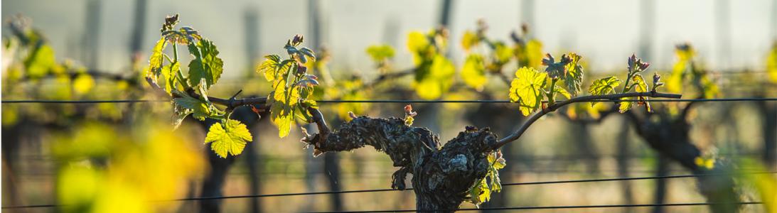 Domaine Bruno Clavelier