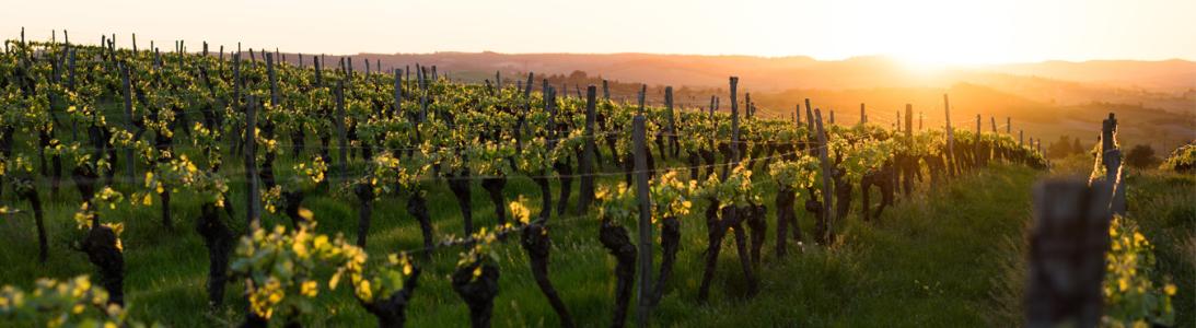 Domaine Stéphane Tissot