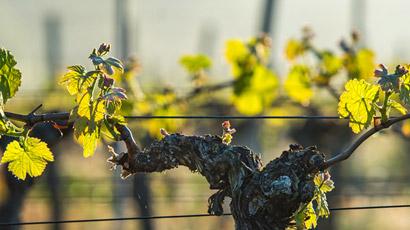 Domaine Berthaut-Gerbet
