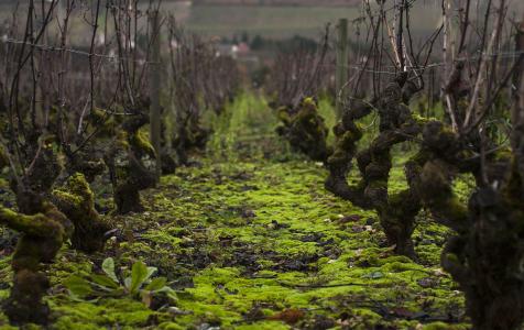 Domaine de Villaine