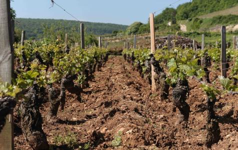 Domaine Denis Mortet