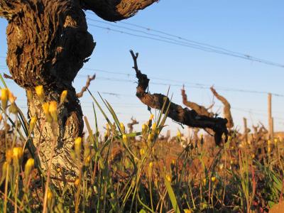 Domaine Perrault Jadaud