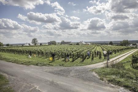 Domaine Guiberteau