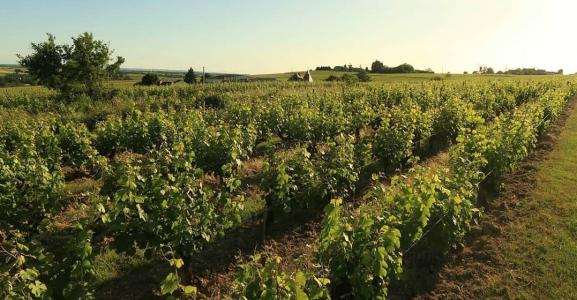 Domaine Pierre Ménard