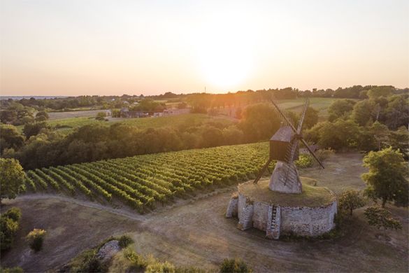 Domaine Pierre Ménard