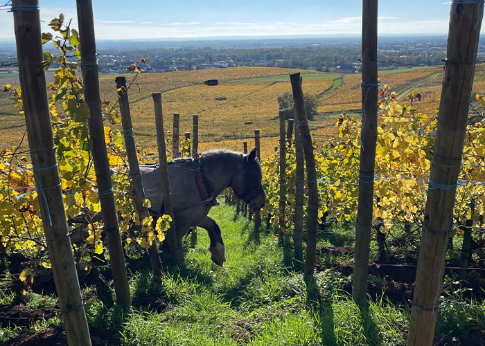 Domaine Pierre M&eacute;nard